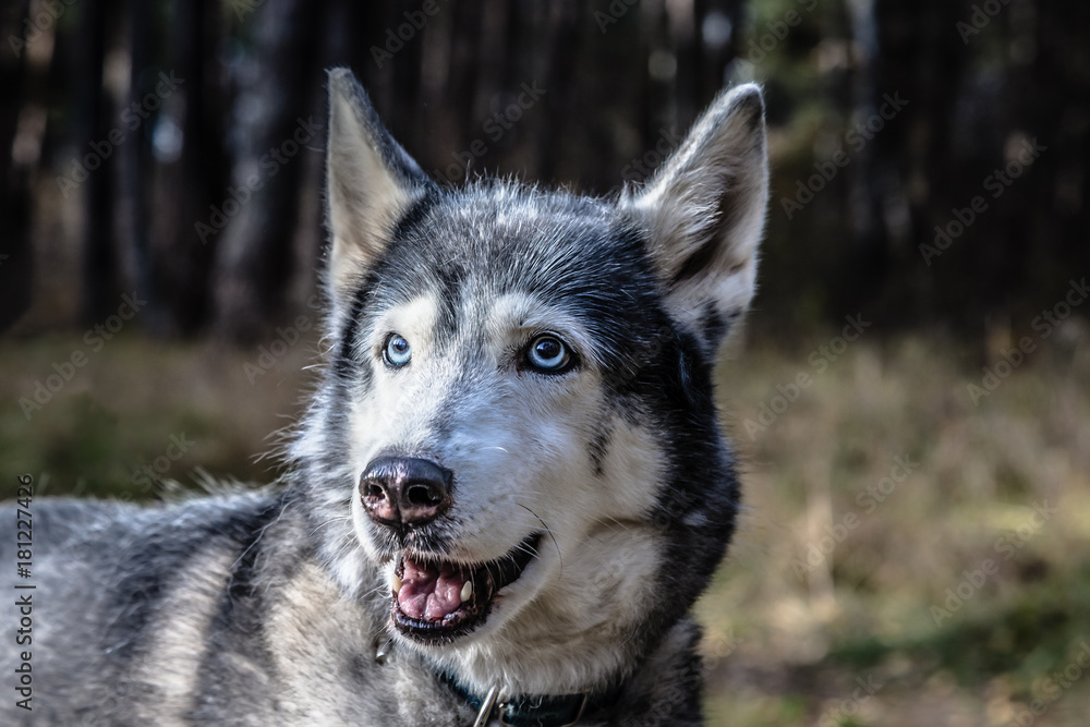 Dog breed husky on the walking in a forest. Selective focus. Toned Dog breed husky on the walking in a forest. Selective focus. Toned