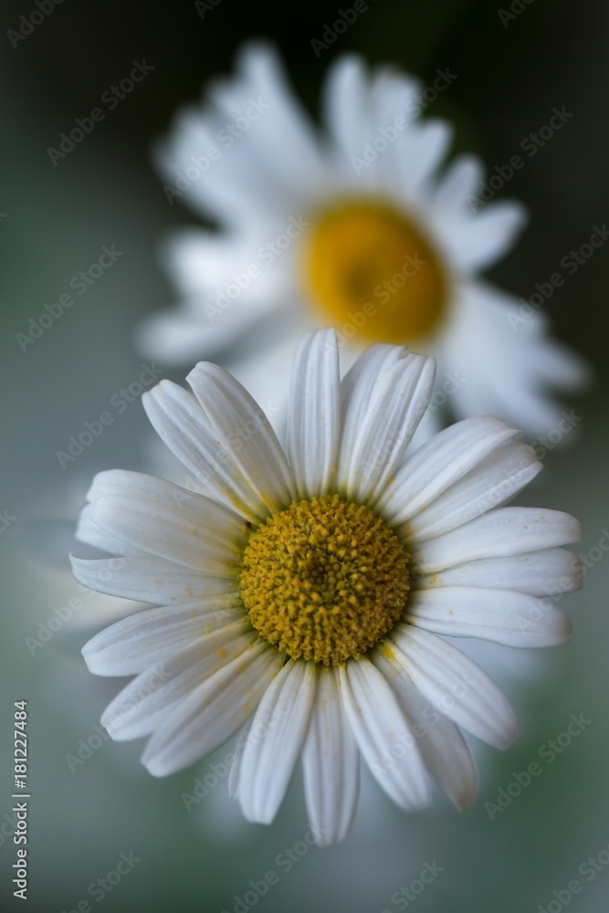 Fototapeta premium White chamomile (matricaria) in a garden on blured background. Shallow depth of field. Selective focus