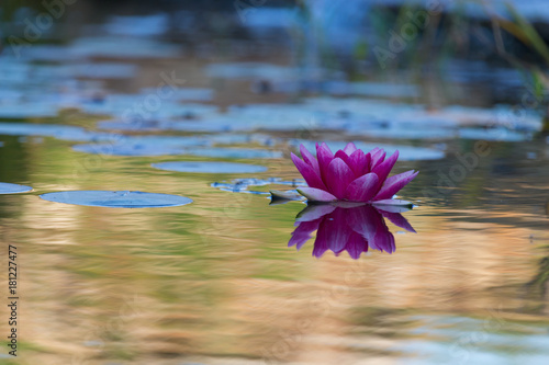 Water lily (Nymphaeaceae) on the surface of garden pond. Selective focus