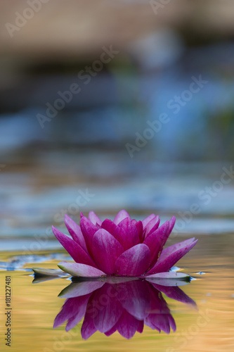 Water lily (Nymphaeaceae) on the surface of garden pond. Selective focus