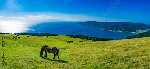 ［都井岬］ 御崎馬は野生化した貴重な存在として野生馬の中では唯一国の天然記念物に指定されている