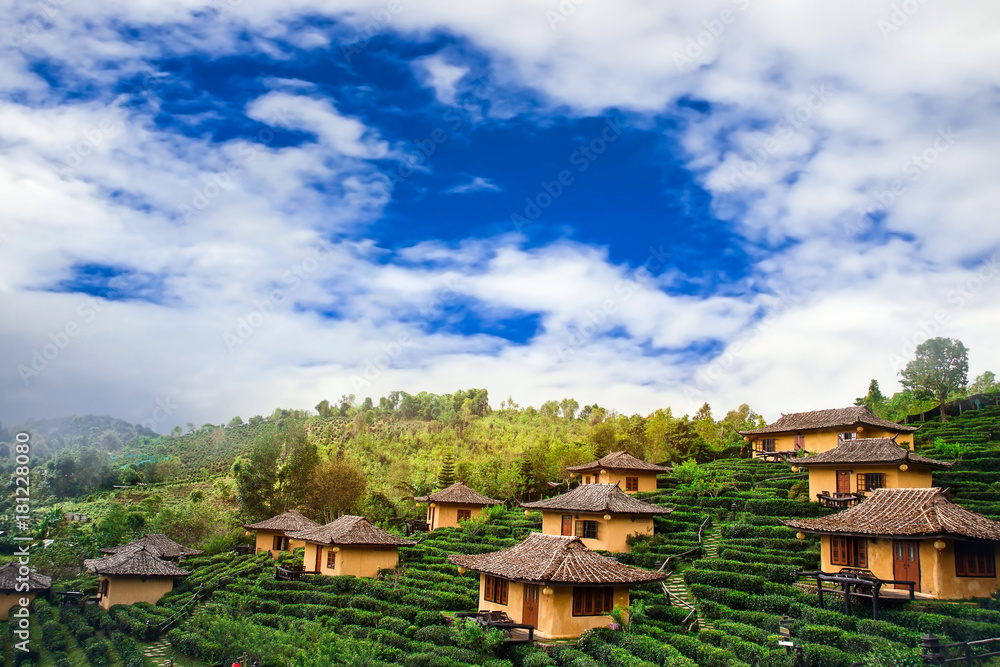 Tea plantation and House Baan Raks Thai nature background Tea plantation and House Baan Raks Thai nature background