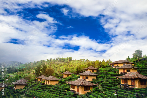 Tea plantation and House Baan Raks Thai  nature background
