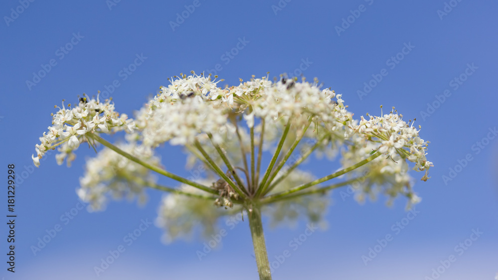 umbellifer's flower umbellifer's flower