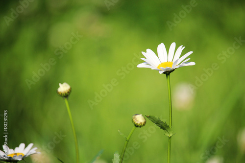 A daisy in a summer field