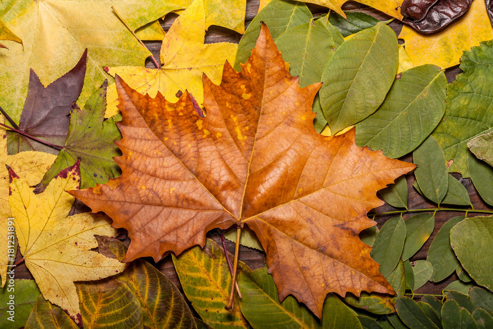 Autumn Leaves over old wooden background