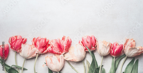 Fototapeta Naklejka Na Ścianę i Meble -  Pastel tulips flowers with water drops, top view, border.  Layout or springtime greeting card for  Mothers day,birthday, Valentine's Day, wedding or happy event