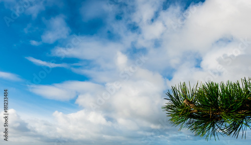 Isolated pine tree branch with cloudy blue sky