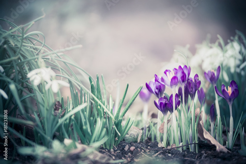 Springtime nature background with pretty crocuses on garden bed with snowdropps photo