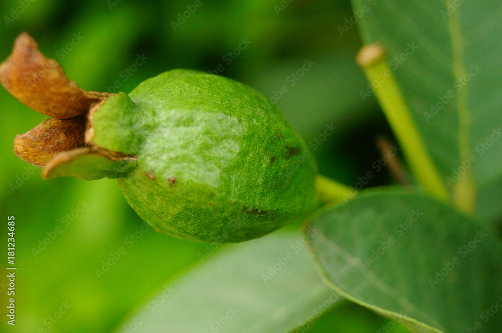 Guava grows on fruit trees Guava grows on fruit trees