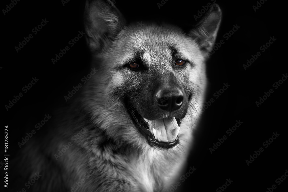 Close-up portrait of Dog looking in camera on isolated black background