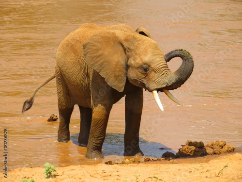 Elefant beim Baden