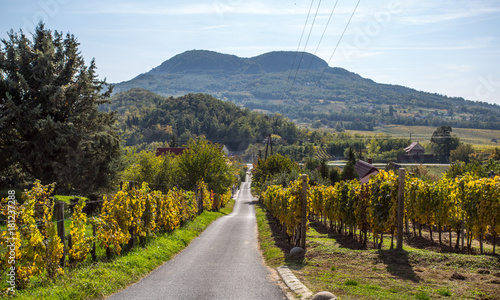 Badacsony wine hill photo