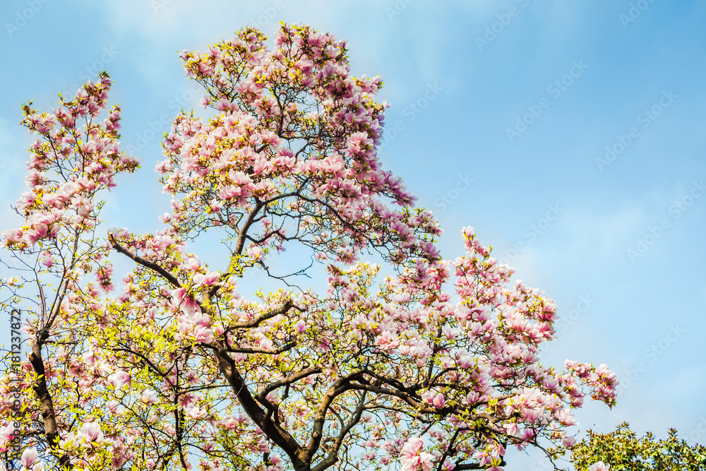 Magnolia Tree in Bloom, Natural Colorful Background