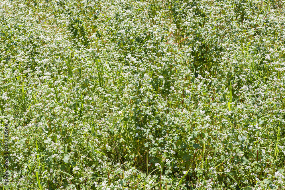 White flowers of buckwheat. White flowers of buckwheat.