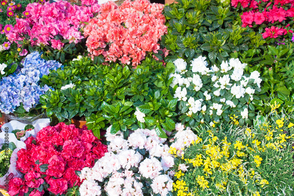 Obraz premium Bouquet of blooming red and white flowers, colorful background