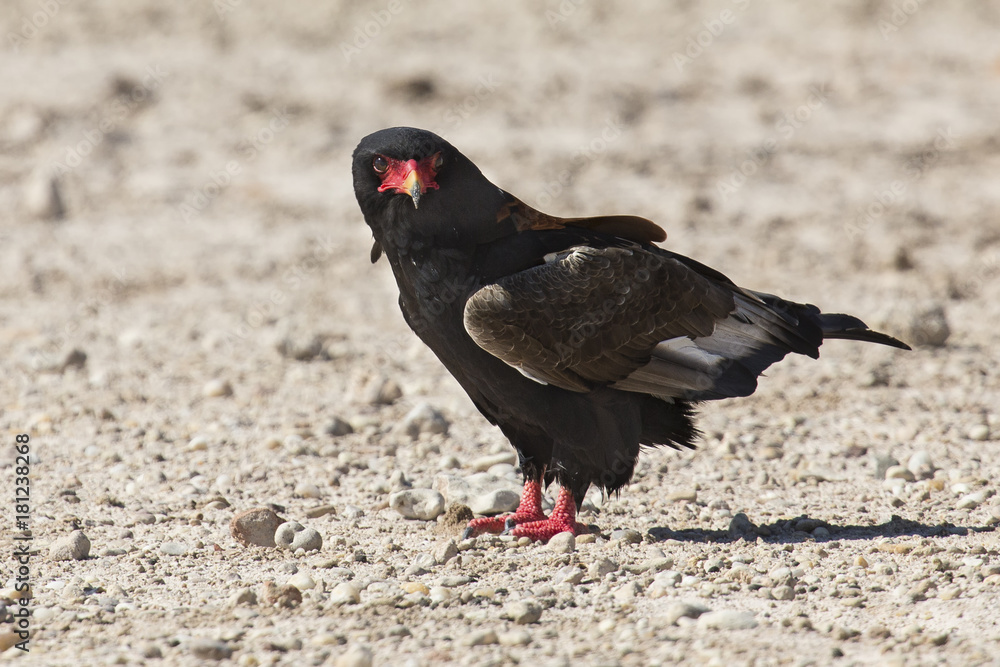 Bateleur killing and eating a snake on the ground in Kalahari Bateleur killing and eating a snake on the ground in Kalahari