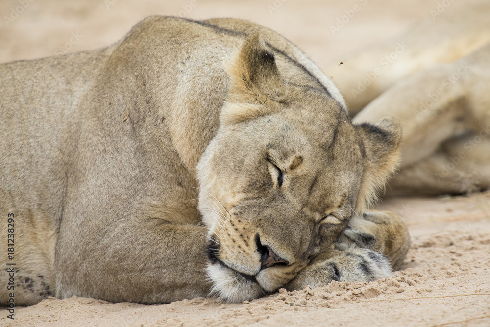 Naklejka premium Close-up of a lioness lying down to sleep on soft Kalahari sand