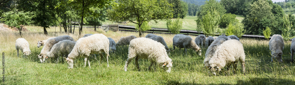 Fototapeta premium Grazing sheep on a meadow with a wooden fence in the background.