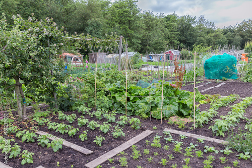 Allotment garden in early spring with potatoes and cauliflower