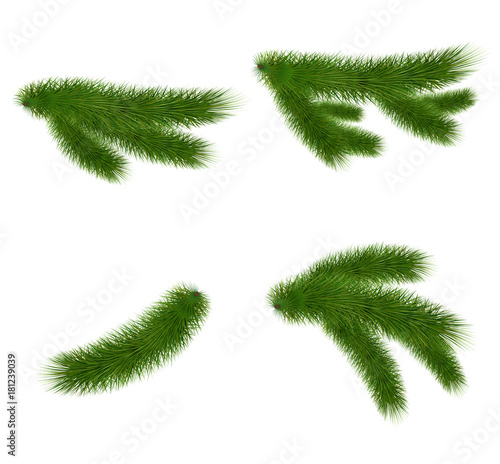 Set of fir branches on white background