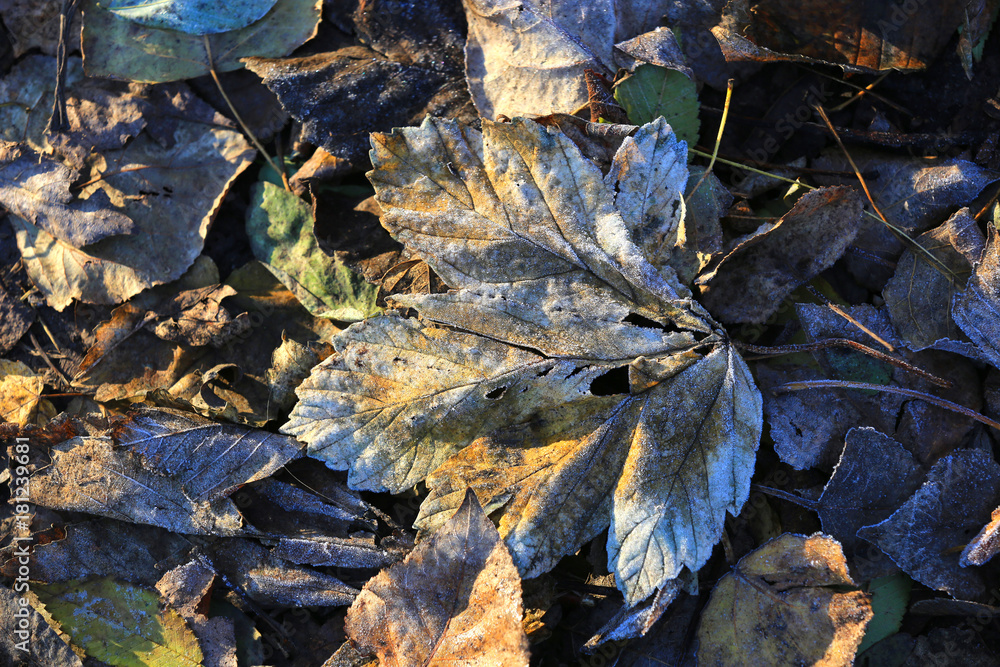 frozen autumn leafage