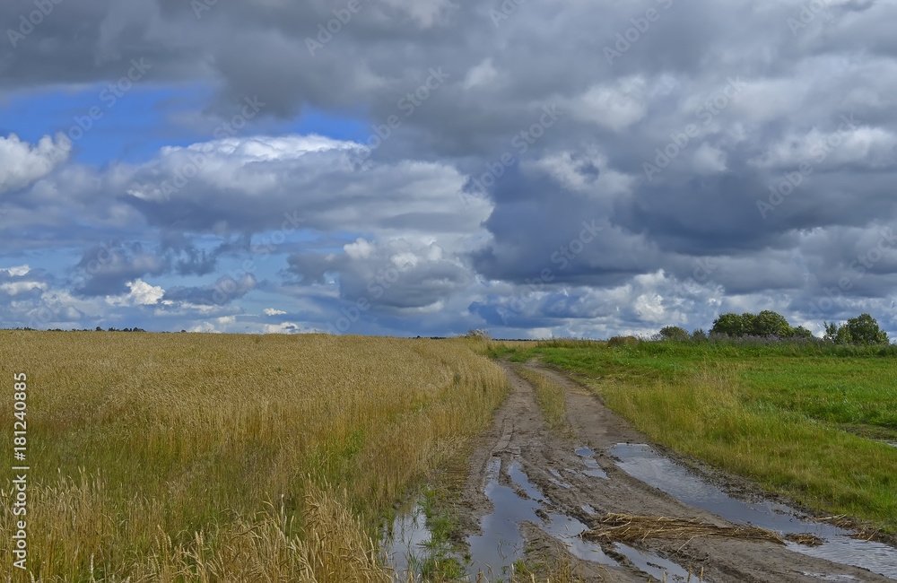 Rural landscape, autumn wheat field after the rain