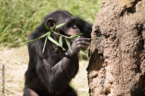 アリ塚に棒をさすチンパンジー