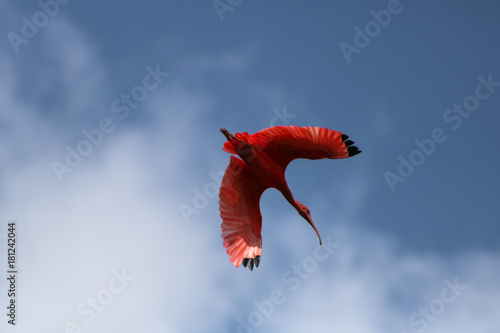 Soaring Scarlet Ibis