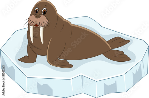 Cute cartoon walrus on ice floe. Arctic  animal. Vector illustration isolated on white background.