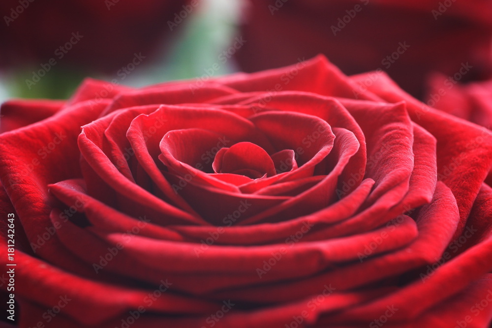 Naklejka premium Rosa rossa