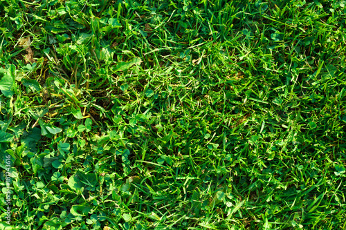 Close-up Natural Green Grass Surface Background Texture