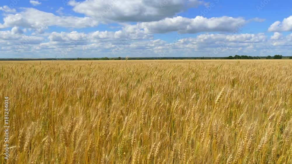 Gold wheat is ready for harvest - 2. Spikelets of wheat against the background of a cloudy sky. Gold wheat is ready for harvest - 2. Spikelets of wheat against the background of a cloudy sky.