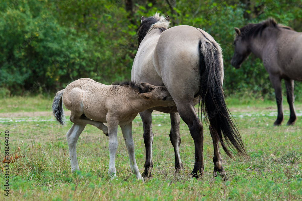 Wildlife photo - A herd of wild horses with a cub, Austria, Europe Wildlife photo - A herd of wild horses with a cub, Austria, Europe
