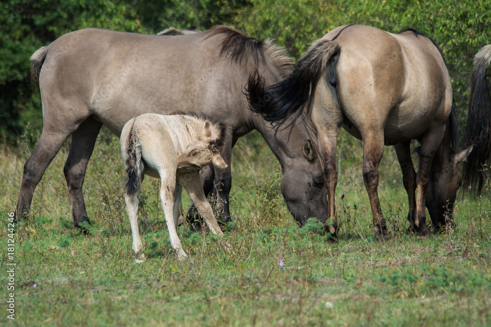 Wildlife photo - A herd of wild horses with a cub, Austria, Europe Wildlife photo - A herd of wild horses with a cub, Austria, Europe