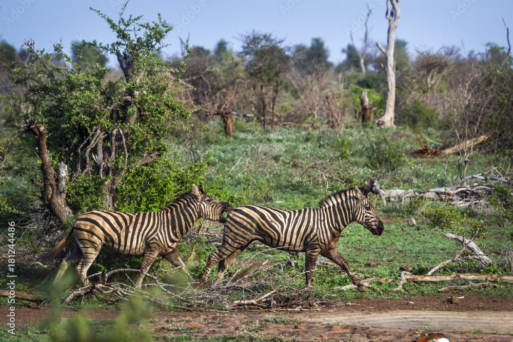 Fototapeta premium Plains zebra in Kruger National park, South Africa