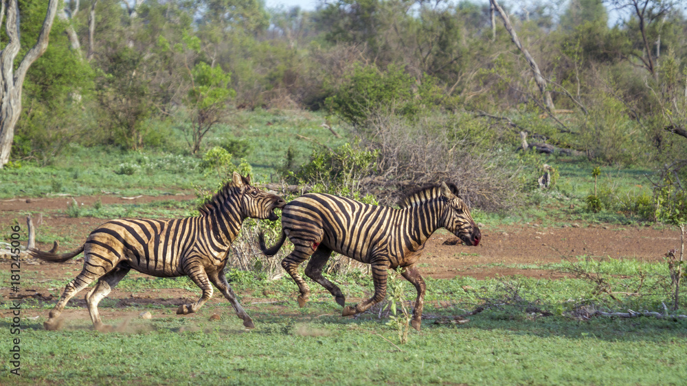 Obraz premium Plains zebra in Kruger National park, South Africa