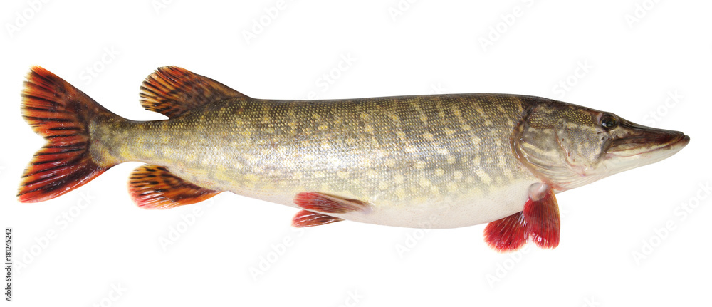 Pike isolated on white Pike isolated on white