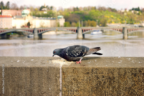 dinner European pigeon