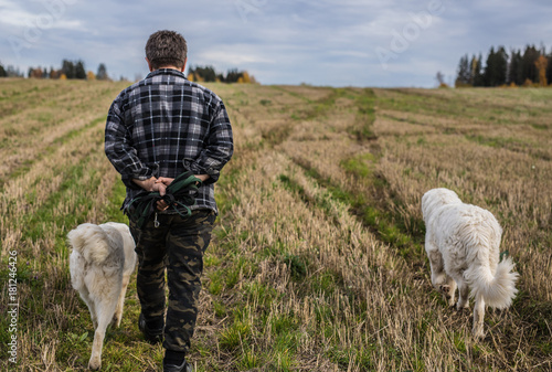 Two big white dogs are walking outdoor with owner. Tatra Shepherd Dog. photo