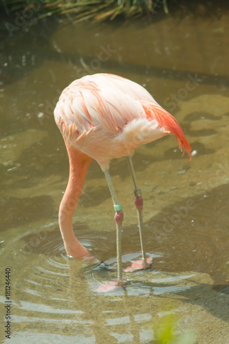 pink flamingo in zoo landscape .  