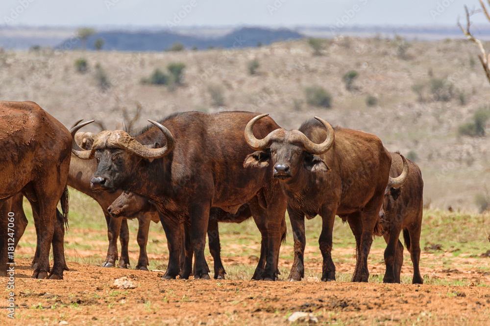 Family of African Buffalo Family of African Buffalo