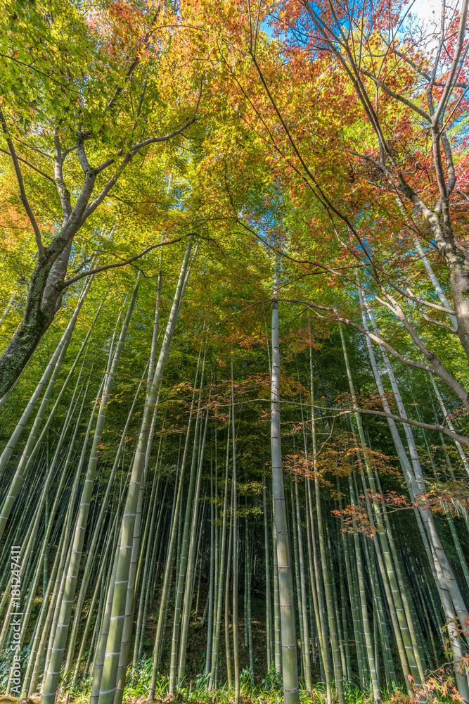 Autumn leaves, Fall foliage of Maple trees (Momiji) at Arashiyama bamboo forest near Tenryu-ji temple, Located in Kyoto, Japan