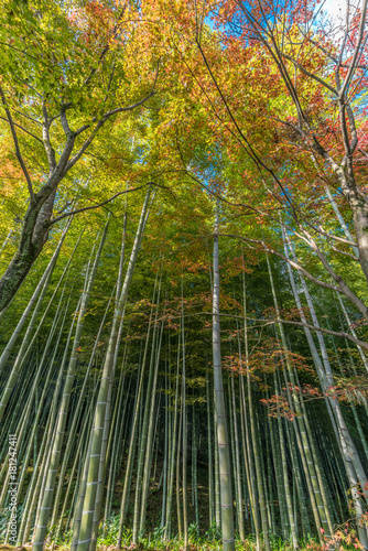 Autumn leaves, Fall foliage of Maple trees (Momiji) at Arashiyama bamboo forest near Tenryu-ji temple, Located in Kyoto, Japan
