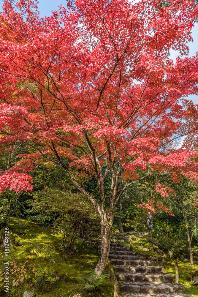Naklejka premium Momiji (Maple tree) Autnum leaves and fall foliage landscape in Arashiyama forest, Kyoto, Japan