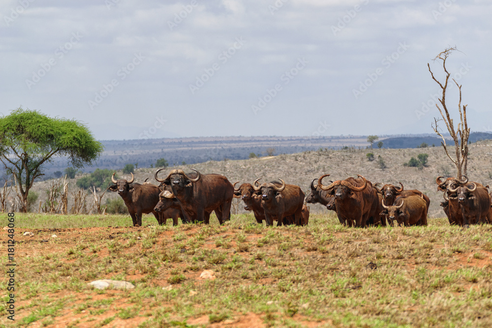Fototapeta premium Family of African Buffalo