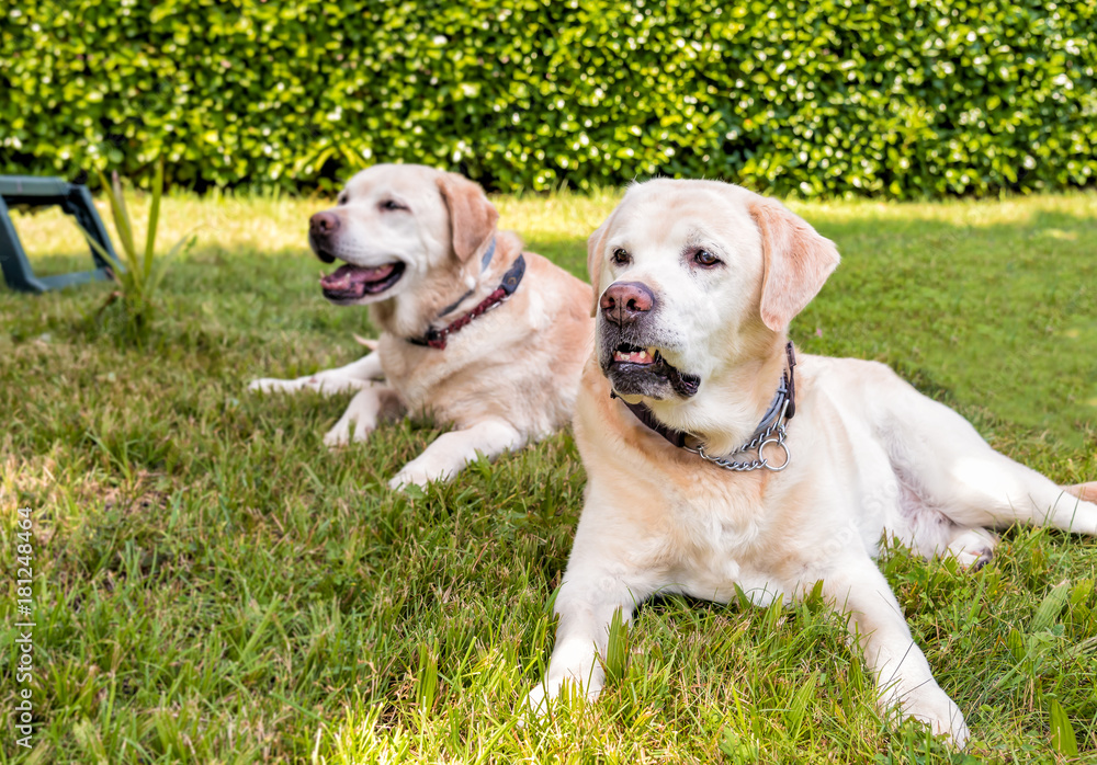 Closeup of senior Labrador Retriever lying on grass in garden.