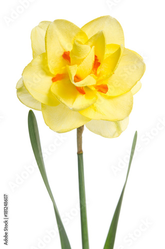 Fototapeta Naklejka Na Ścianę i Meble -  Single flower of yellow daffodil isolated on white background