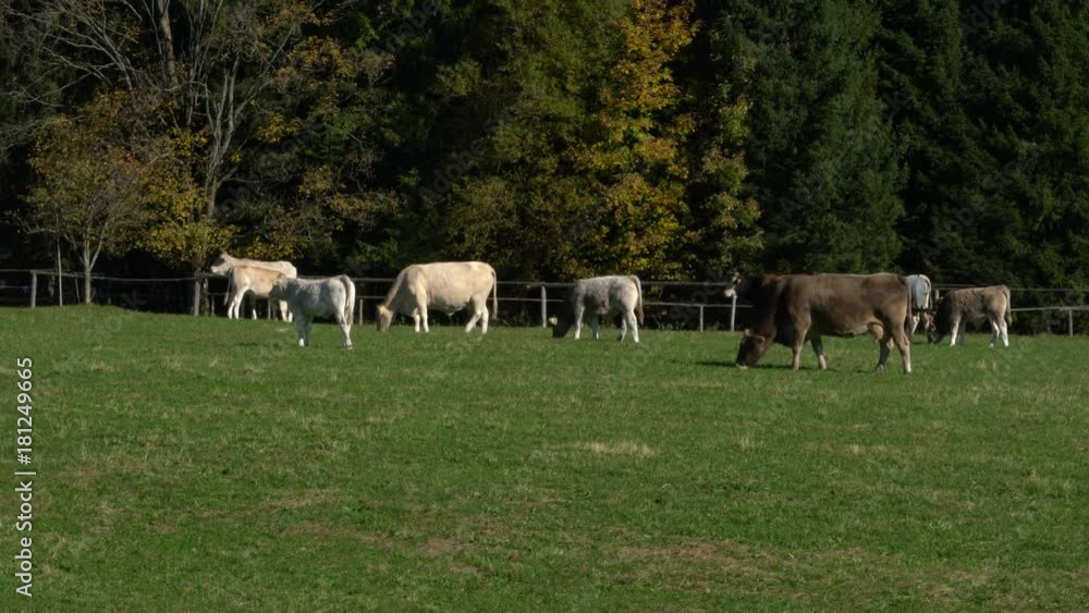 Herd of cows grazing on Alpine meadow Herd of cows grazing on Alpine meadow