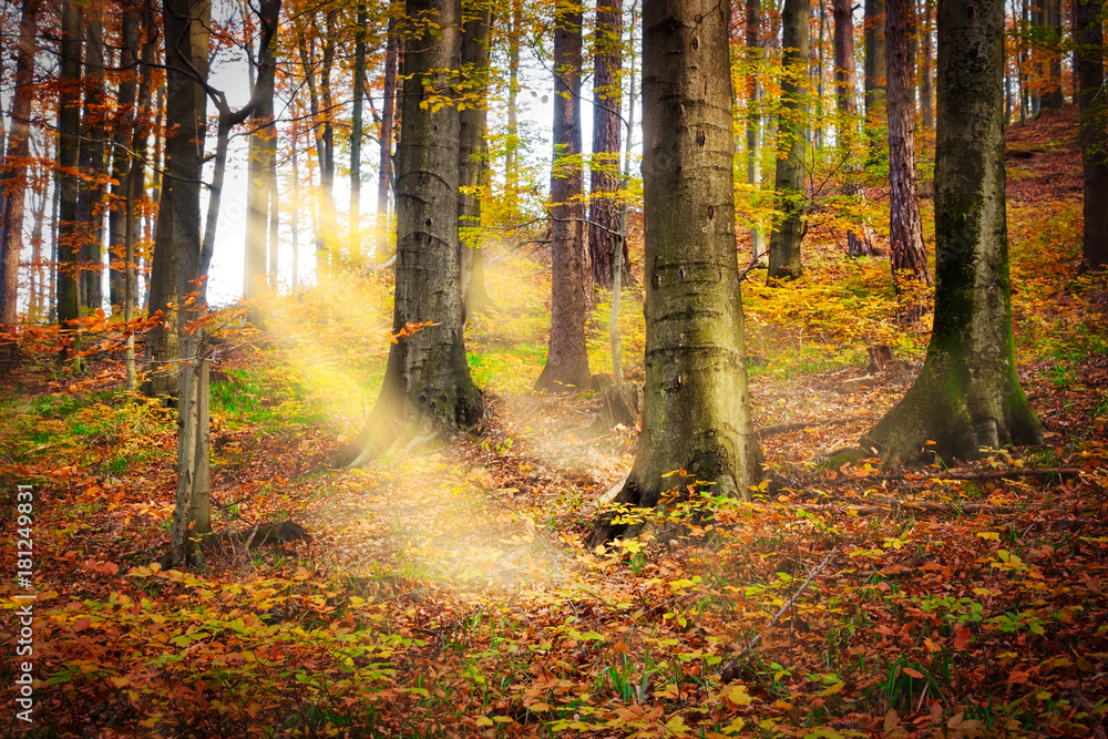 Wald im Herbst mit Sonnenstrahlen